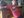 singod (