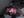Layne E