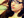 NCISfanatic [