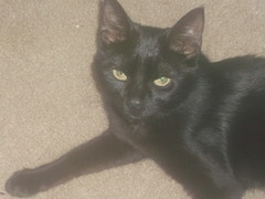 Tabitha S